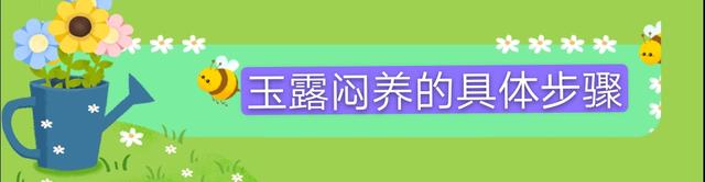 多肉玉露冬季不会养？教你闷养玉露，30天可以让玉露晶莹剔透