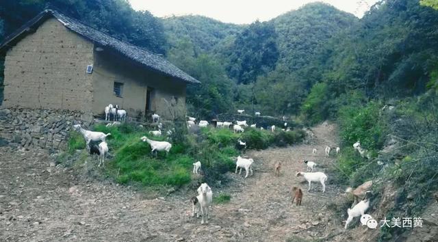 养羊800头！淅川山村里的致富经