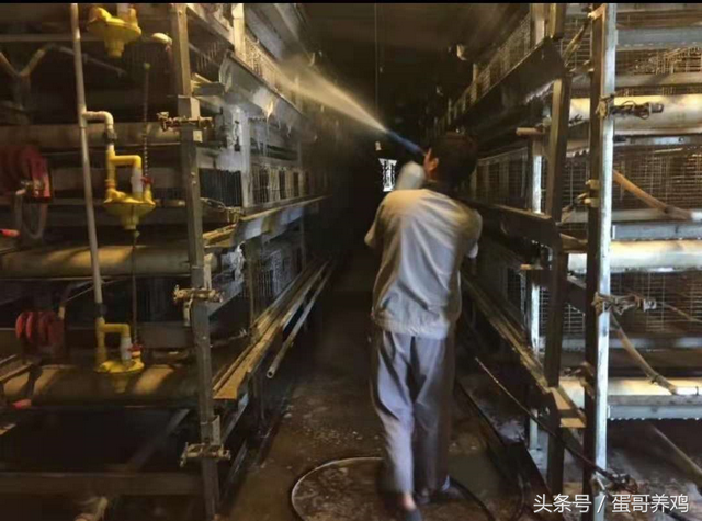 养鸡如何使用消毒剂能发挥最佳效果？掌握这3点，减少鸡群流行病