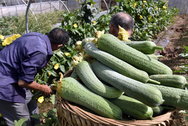 露地丝瓜高产种植技术要点！农户快收好