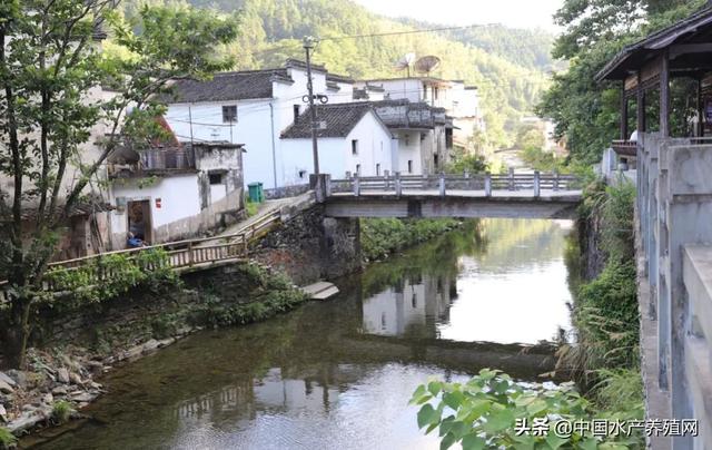 千年流水养鱼，孕育鱼中状元！状元之乡休宁，渔旅产业进一步升级