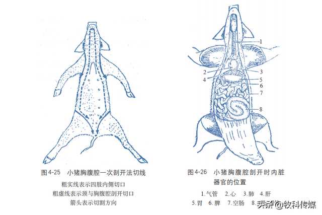 一书在手，解剖不愁！兽医、养殖人员的好帮手