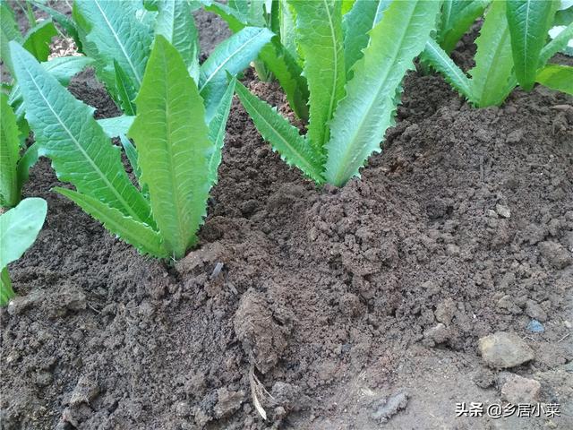 秋冬怎么种油麦菜吃肉质茎？施肥养根、培土、转移害虫目标等管理