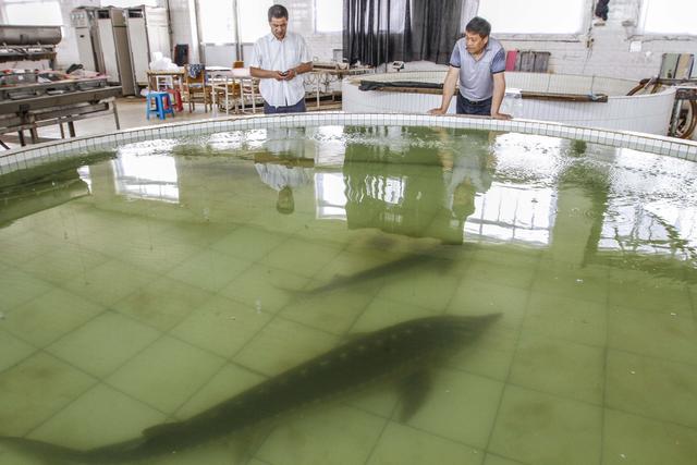 黑龙江边地，濒临灭绝的“水中大熊猫”——鲟鳇鱼重生记