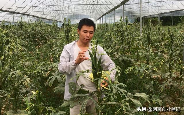 每亩利润高达3万元，一年轻松能赚30万?农村成本低暴利种植项目!