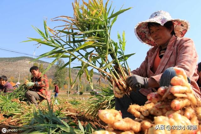 大姜播种用好这几招，苗齐、苗壮、产量高！