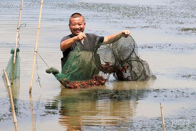 云遇中国·三夏之约｜江西彭泽：“小龙虾”铺就乡村振兴“富民路”