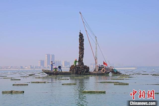 福建泉州：海带抢“鲜”收获忙