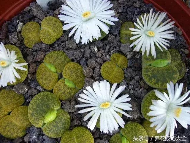 8种在室内也容易照顾的多肉植物盆栽，园艺新手也能将它们养好