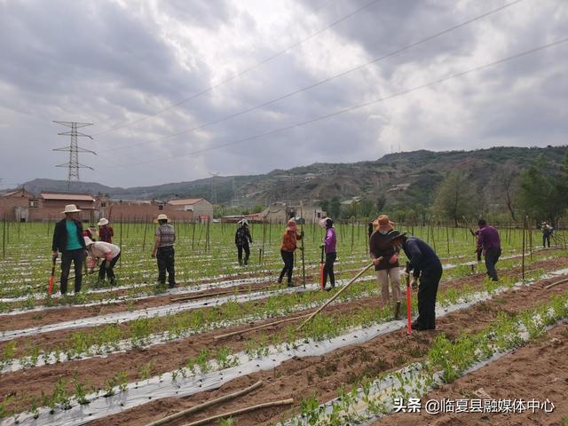 临夏县黄泥湾镇：特色种植助推乡村振兴