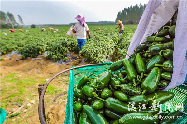 雷州引种墨西哥辣椒喜获丰收实行订单农业助力贫困户增收致富