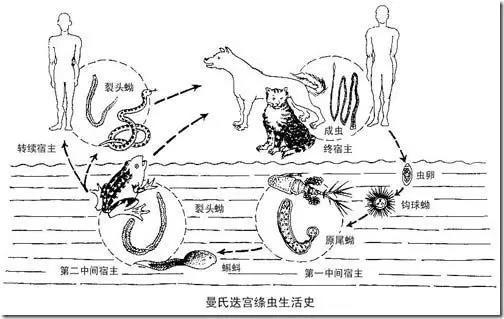 「热点问答」为何要远离“野味”？发现有人非法养殖、交易、食用野生动物，如何举报？