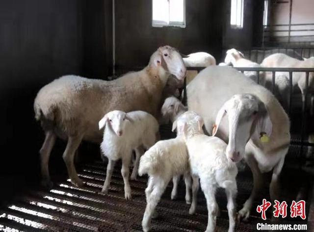 农民致富生“羊”财 浙江“湖羊之乡”以节为媒结硕果
