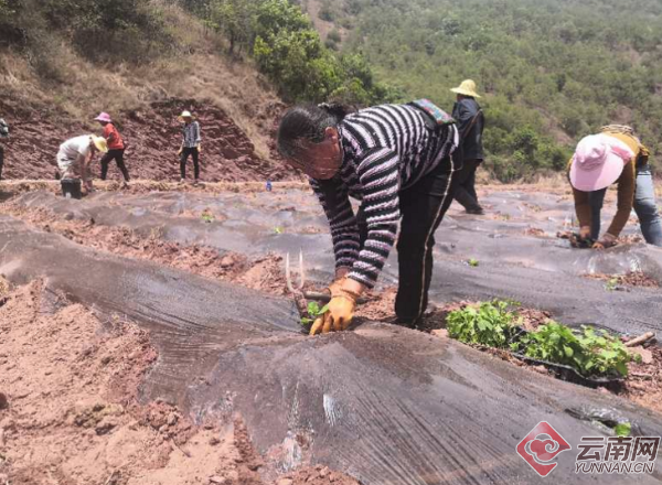 云南漾濞县密古村：撂荒地里栽椒忙