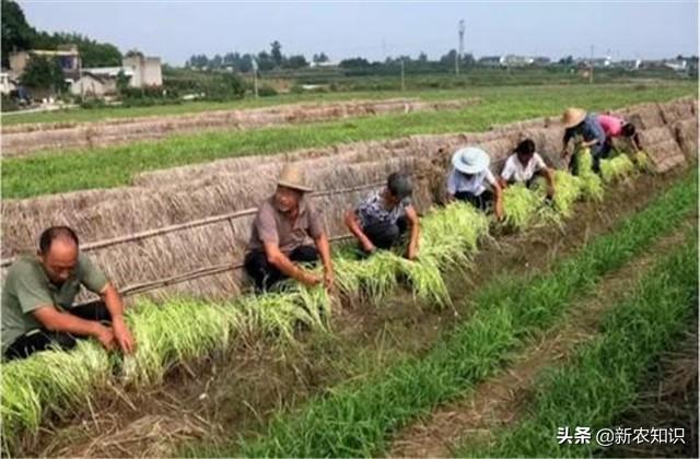 韭黄种植技术，种植户要注意这几点啦