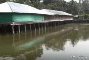 养殖场搭建(水上建鸡场水下养鱼，这种养殖模式行不行？养鱼老人说出心里话)