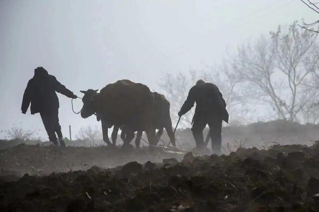 我国是粮食大国，为何水稻亩产量却比不上美国？是水稻有问题吗？