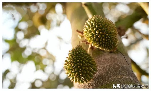 中国榴莲种植，让泰越两国深感焦虑，中国不进口，高价榴莲卖给谁