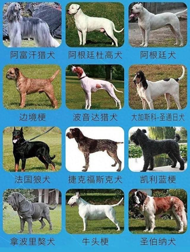 提醒！这些犬只，济南禁养！