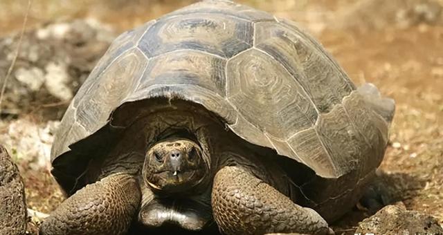 山瑞鳖的生物学特性及人工养殖技术