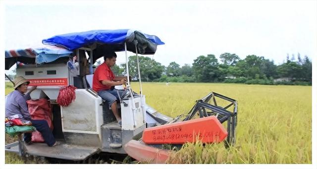 粮食安全要让农民获利，领导已明确，耕地种树养殖还惩罚吗？