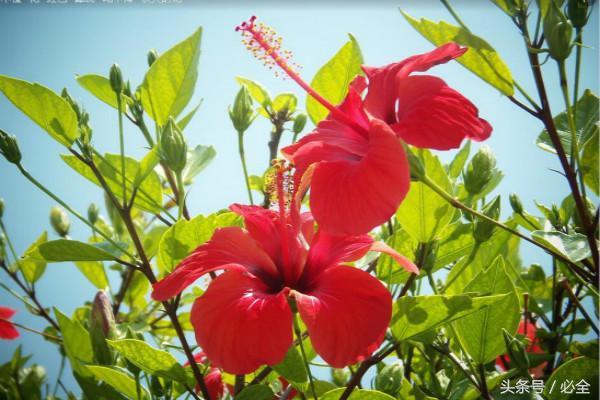 碱性土壤适合种植什么花和树