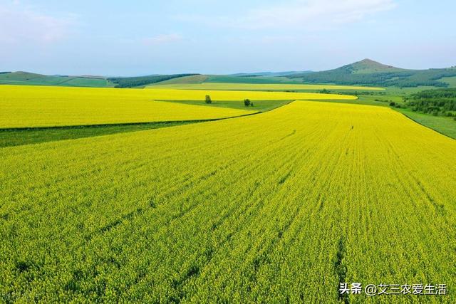 最佳时间、选择品种、施肥和灌溉，教你如何种植高产优质的油菜