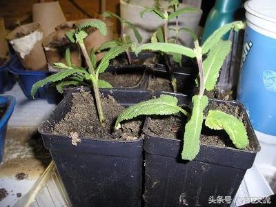 这6种养窗台上的盆栽香草植物能轻松繁殖