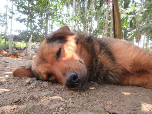 谁还敢说田园犬不聪明！中华田园犬的训练方法