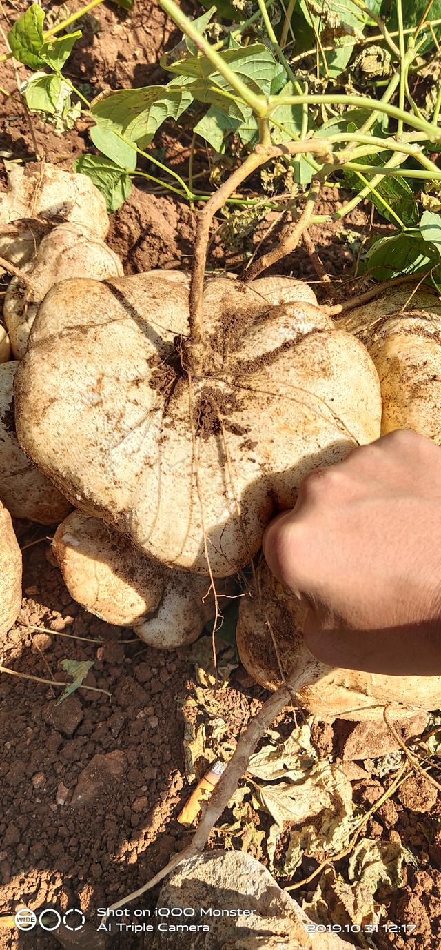 贵州威宁牛栏江凉薯地瓜农家肥种植