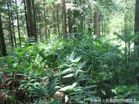 林下种植药材有哪些品种？中草药与农作物、果园、林木的套种模式