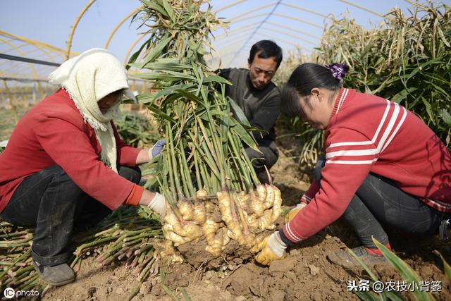 大姜播种用好这几招，苗齐、苗壮、产量高！