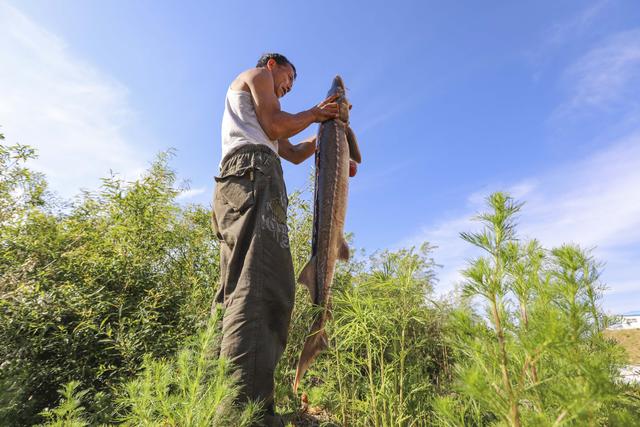 黑龙江边地，濒临灭绝的“水中大熊猫”——鲟鳇鱼重生记