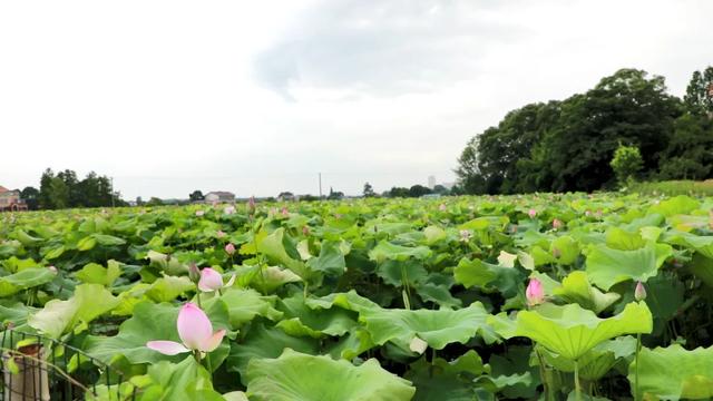 望城茶亭这条夏日采摘赏花线路推荐给你！让你玩个够~