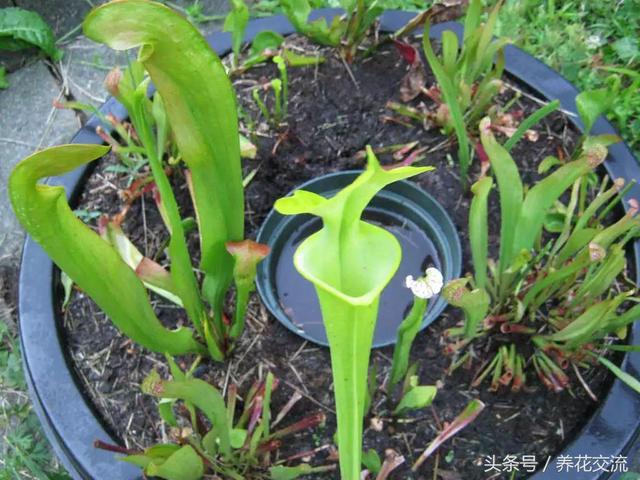 在室内栽种食虫草盆栽植物的几个技巧，你更喜欢哪一种呢？