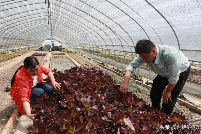 九个挑夫｜多肉植物长势良好，农场电商成效显著