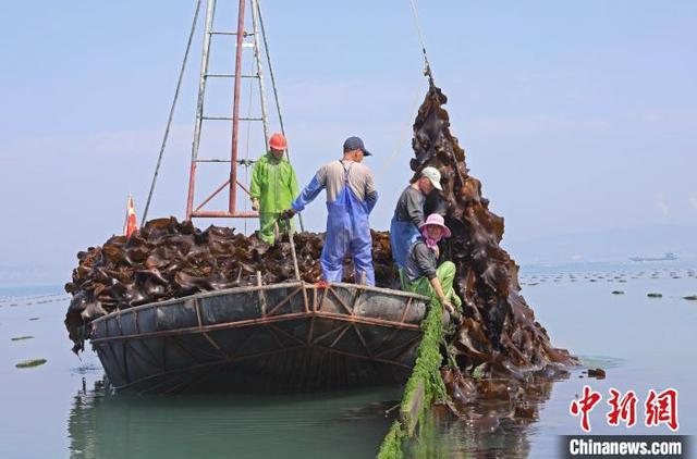 福建泉州：海带抢“鲜”收获忙