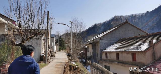 蓝田银湾村的白皮松：你看你的山清水秀，我说我的柴米油盐