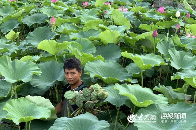 寻找“网红村”④—菏泽曹县百年黄河故道 如今万亩荷塘年产莲藕6千万斤