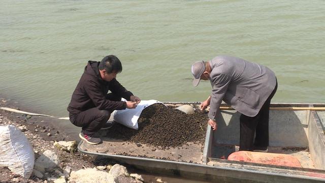 东平县银山镇昆山村：种植鸡头米 致富有门路