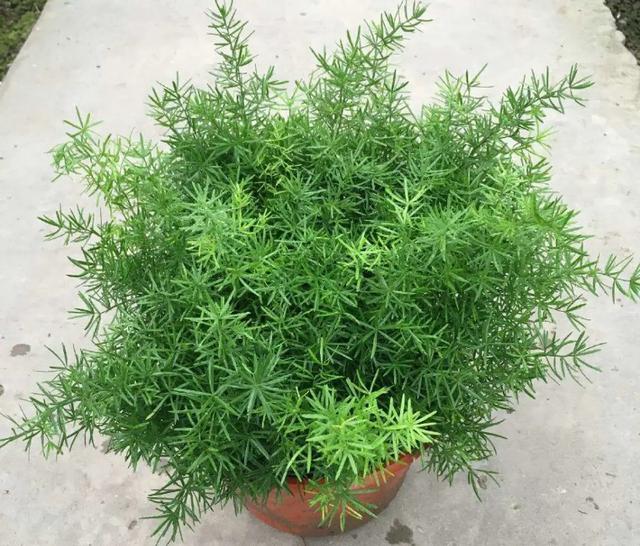 分享35种垂吊植物，有你中意的款吗？