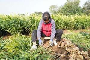 山东生姜种植新技术(扶风县：本土化种植 生姜产量翻一番)