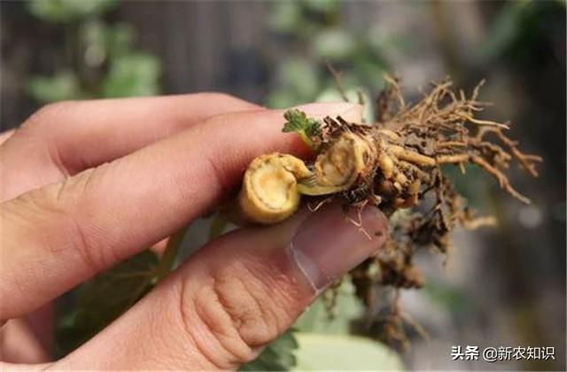 苹果清脆甘甜，柔嫩肌肤，掌握苹果种植技术要求，种出优质苹果来