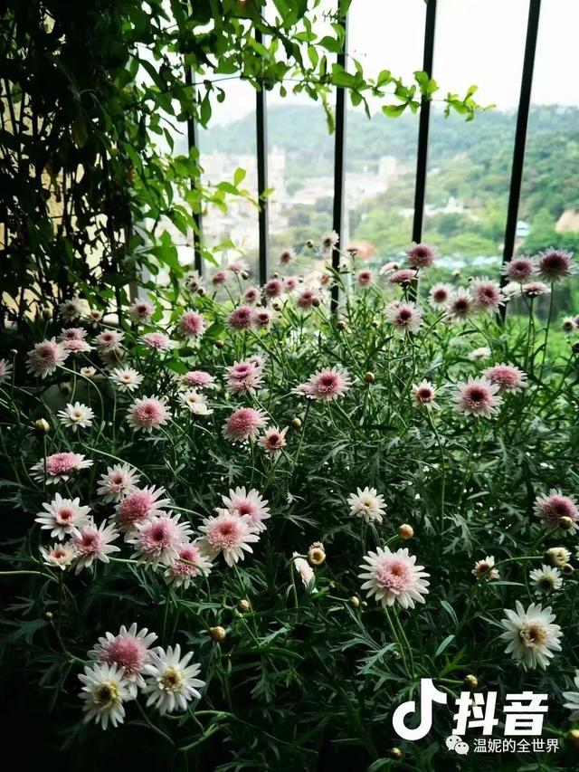 花草之那些年的那些花