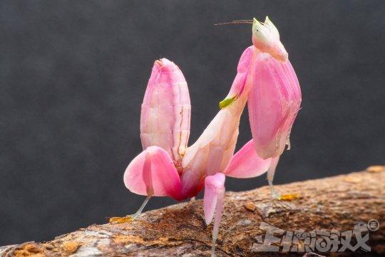 在动森让你发家致富的狼蛛，现实中被咬一口，真的可以疼晕过去