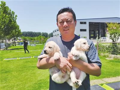 养犬、驯犬、繁育犬……青岛市民建起导盲犬繁育基地！幕后故事……