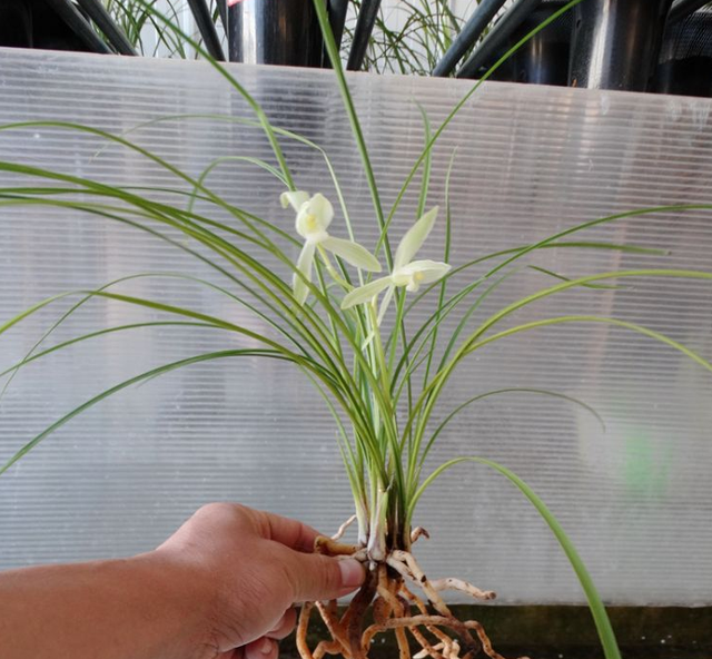 浅谈滇兰素花的栽培工艺，从花苞出土时遮荫，开的兰花冰清玉洁