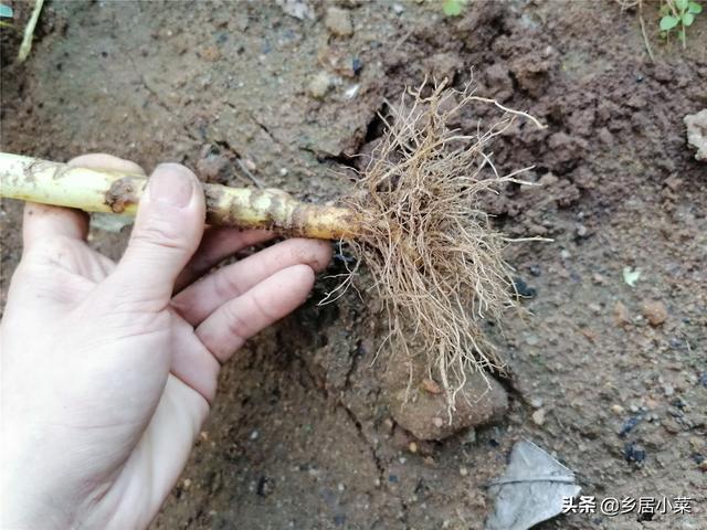 秋冬怎么种油麦菜吃肉质茎？施肥养根、培土、转移害虫目标等管理