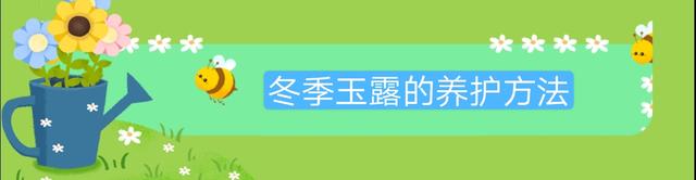 多肉玉露冬季不会养？教你闷养玉露，30天可以让玉露晶莹剔透