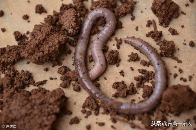 「养鸡秘诀」散养土鸡美食——蚯蚓的养殖秘诀